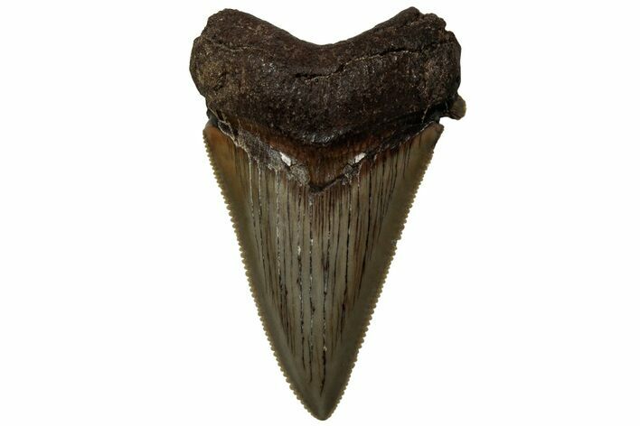 Serrated Angustidens Tooth - Megalodon Ancestor #313764